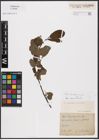 Foto von Salix aurita L. x Salix cinerea L.